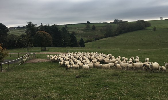 a flock of sheep grazing on a hill